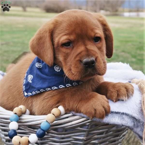 Firecracker, Fox Red Labrador Retriever Puppy